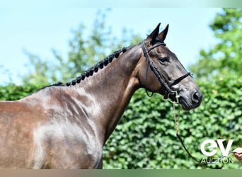 Selle Français, Mare, 8 years, 16,1 hh, Smoky-Black