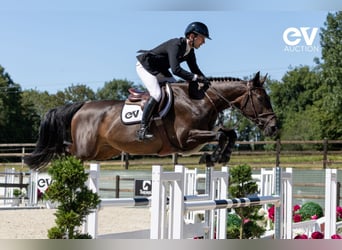 Selle Français, Mare, 8 years, 16,1 hh, Smoky-Black
