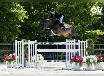 Selle Français, Mare, 8 years, 16,1 hh, Smoky-Black