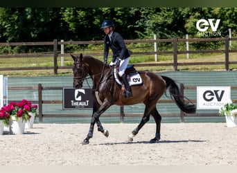 Selle Français, Mare, 8 years, 16,1 hh, Smoky-Black