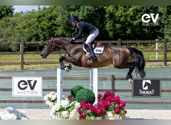 Selle Français, Mare, 8 years, 16,1 hh, Smoky-Black