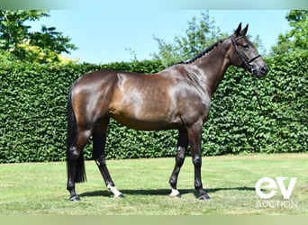 Selle Français, Mare, 8 years, 16,1 hh, Smoky-Black