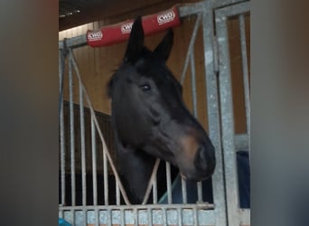 Selle Français, Mare, 8 years, 16,2 hh, Black