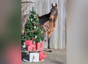 Selle Français, Mare, 8 years, 16,2 hh, Brown