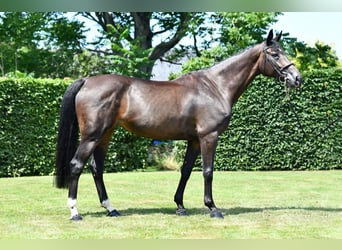 Selle Français, Mare, 8 years, 16,3 hh, Smoky-Black