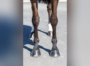 Selle Français, Mare, 8 years, 16,3 hh, Smoky-Black