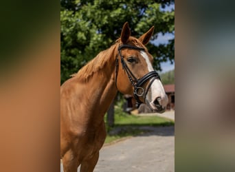 Selle Français, Mare, 8 years, 17 hh, Chestnut-Red
