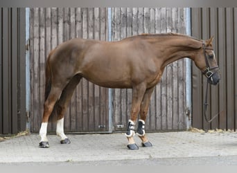 Selle Français, Mare, 8 years, 17 hh, Chestnut