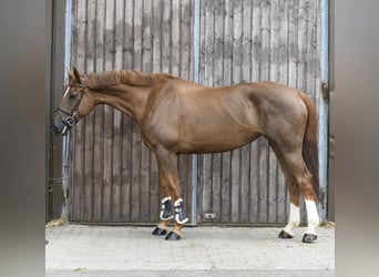 Selle Français, Mare, 8 years, 17 hh, Chestnut
