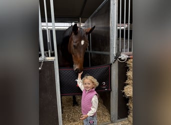 Selle Français, Mare, 8 years, Brown