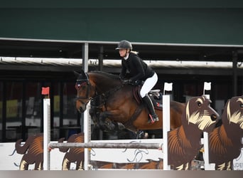Selle Français, Mare, 8 years, Brown