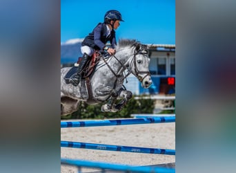 Selle Français, Mare, 9 years, 13,2 hh, Grey