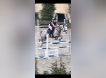 Selle Français, Mare, 9 years, 14.1 hh, Gray