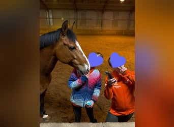 Selle Français Mix, Mare, 9 years, 14,2 hh, Bay-Dark