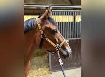Selle Français Mix, Mare, 9 years, 14,2 hh, Bay-Dark
