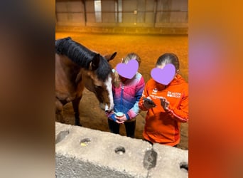 Selle Français Mix, Mare, 9 years, 14,2 hh, Bay-Dark