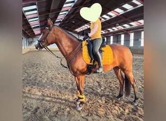 Selle Français Mix, Mare, 9 years, 14,2 hh, Bay-Dark