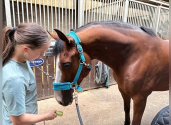 Selle Français Mix, Mare, 9 years, 14,2 hh, Bay-Dark