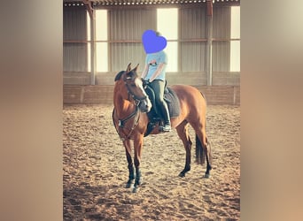 Selle Français Mix, Mare, 9 years, 14,2 hh, Bay-Dark