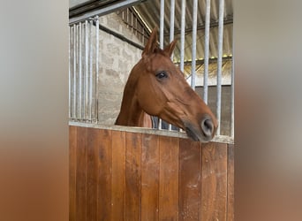 Selle Français, Mare, 9 years, 15,1 hh, Chestnut-Red