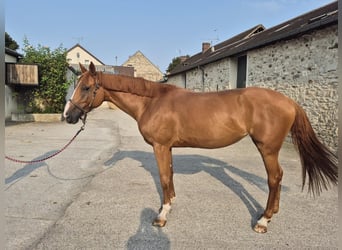Selle Français, Mare, 9 years, 15,3 hh, Chestnut-Red