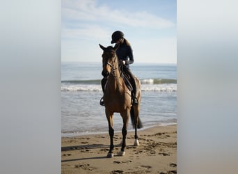 Selle Français, Mare, 9 years, 16.1 hh, Brown