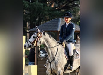 Selle Français, Mare, 9 years, 16,1 hh, Gray