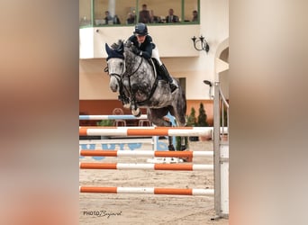 Selle Français, Mare, 9 years, 16,1 hh, Gray