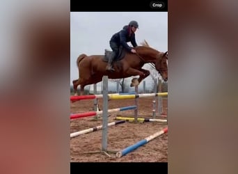 Selle Français, Mare, 9 years, 16,2 hh, Chestnut