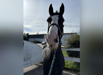 Selle Francais, Stute, 9 Jahre, 16 hh, Rappe