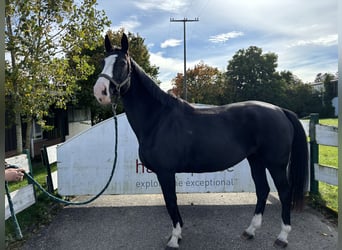 Selle Francais, Stute, 9 Jahre, 16 hh, Rappe