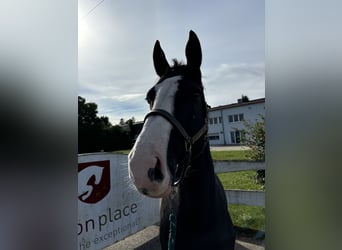 Selle Francais, Stute, 9 Jahre, 16 hh, Rappe