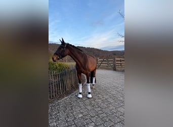 Selle Français, Mare, 9 years, 16 hh, Brown