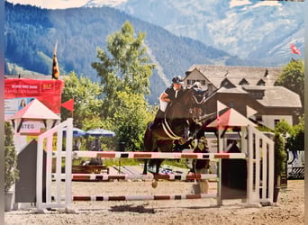 Selle Français, Mare, 9 years, 16 hh, Chestnut