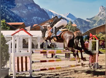 Selle Français, Mare, 9 years, 16 hh, Chestnut