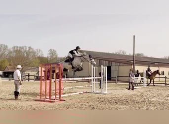 Selle Français, Mare, 9 years, 16 hh, Grey