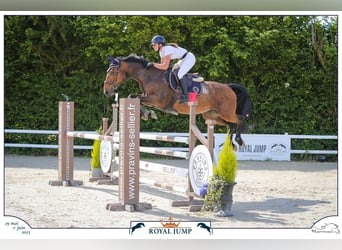 Selle Français, Mare, 9 years, 16,1 hh, Brown