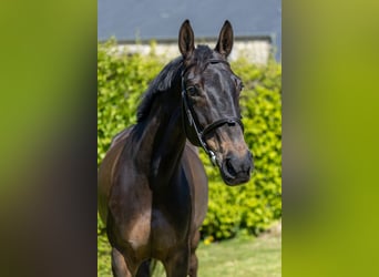 Selle Français, Mare, 9 years, 16,1 hh, Smoky-Black