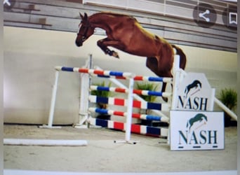 Selle Français, Mare, 9 years, 17.1 hh, Chestnut