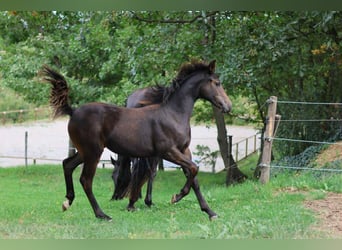 Selle Français, Mare, Foal (03/2025), 15.2 hh, Brown