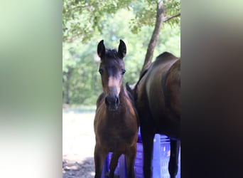 Selle Français, Mare, Foal (03/2025), 15.2 hh, Brown