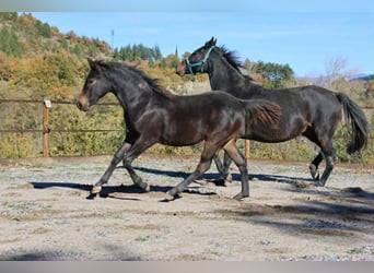 Selle Français, Mare, Foal (03/2025), 15,2 hh, Brown