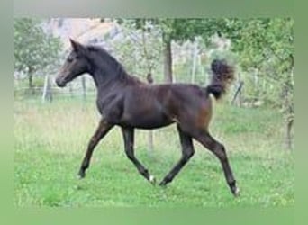 Selle Français, Mare, Foal (03/2025), 15,2 hh, Brown