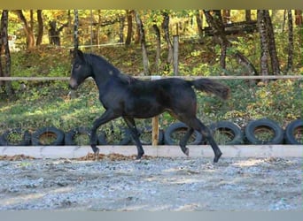 Selle Français, Mare, Foal (03/2025), 15,2 hh, Brown