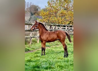 Selle Français, Mare, Foal (05/2024), 16,1 hh, Brown