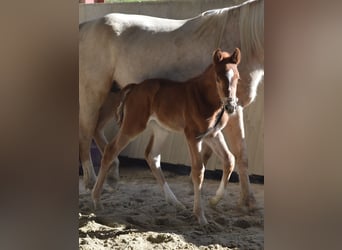 Selle Français, Mare, Foal (03/2026), 16.2 hh, Chestnut-Red