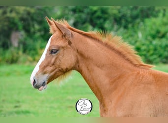 Selle Français, Mare, Foal (03/2023), 16 hh, Chestnut-Red