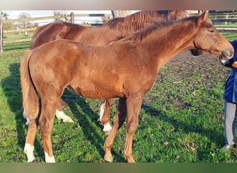 Selle Français, Mare, Foal (06/2025), 16,1 hh, Chestnut-Red