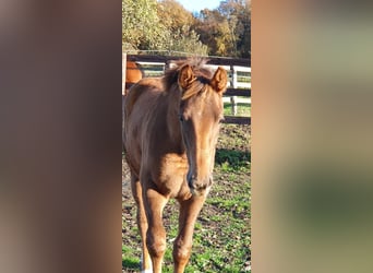 Selle Français, Mare, Foal (06/2025), 16,1 hh, Chestnut-Red