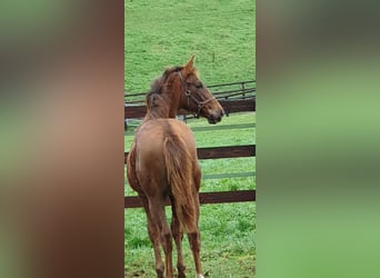 Selle Français, Mare, Foal (06/2025), 16,1 hh, Chestnut-Red